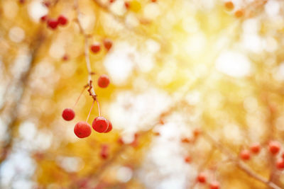 Close-up of berries growing on tree