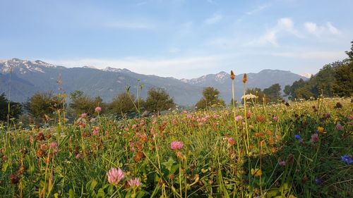 Scenic view of flowering plants on field against sky