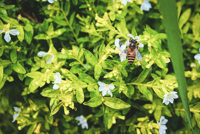 Close-up of butterfly on plant