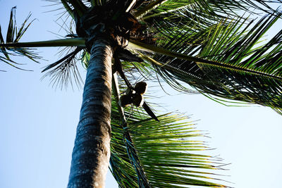 Low angle view of coconut palm tree