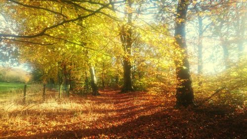 Trees in park during autumn