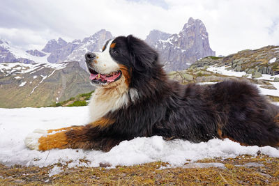 Dog looking away on snowcapped mountain