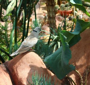 Close-up of bird perching on a plant