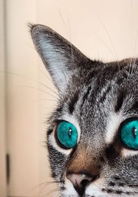 Close-up portrait of a cat