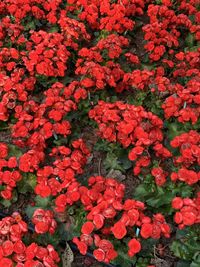 High angle view of red flowering plants