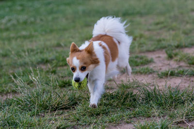 Portrait of dog holding ball in mouth on grassy field