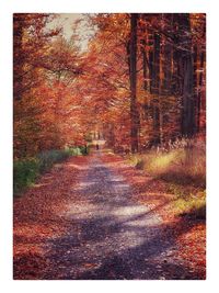 Autumn leaves on road in forest