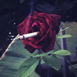 Close-up of red flower