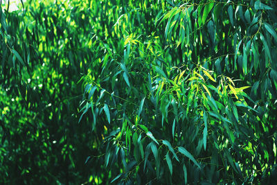 Full frame shot of bamboo plants on field