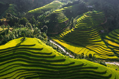 Scenic view of agricultural field