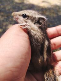 Cropped hand holding young squirrel