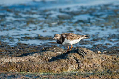 Close-up of bird on beach