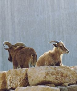 View of wild goat on rock