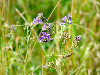 Close-up of purple flowers blooming outdoors