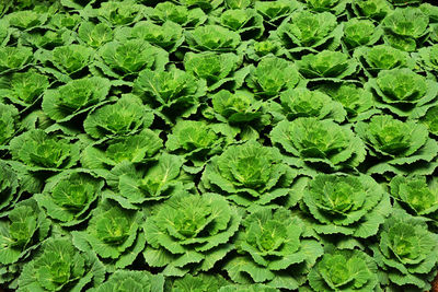 Full frame shot of green leaves