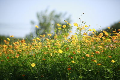 Yellow flowering plants on field