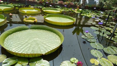 High angle view of lily pads in lake