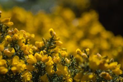 Close-up of yellow flowering plants on field