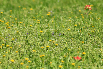 Yellow flowers blooming in field