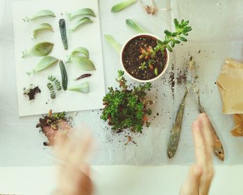 Close-up of potted plants