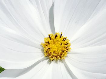 Close-up of white daisy flower