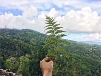 Human hand holding leaves with mountain in background