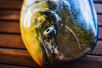 Close-up of fish in water