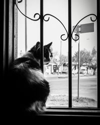 Cat looking through window