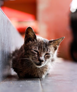 Close-up of a cat resting