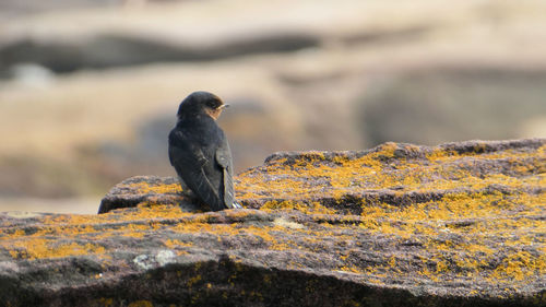 Close-up of bird perching on rock