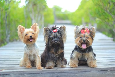 Portrait of two dogs