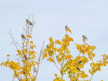 Low angle view of bird perching on tree against clear sky