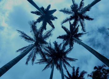 Low angle view of palm tree against sky