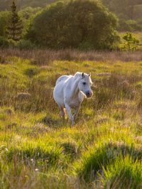 White dog on field