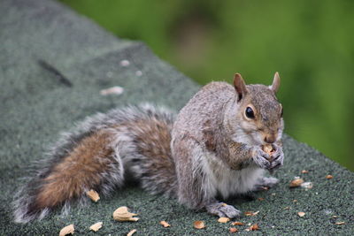 Close-up of squirrel