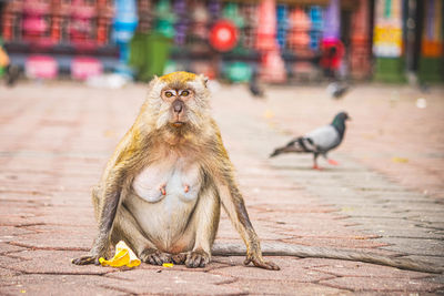 Monkey eating a banana in the middle of the street