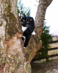 Black cat on tree trunk