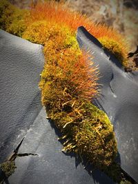Close-up of autumn leaves on tree