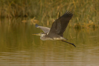 Gray heron flying over lake