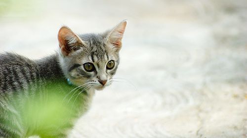 Close-up portrait of cat