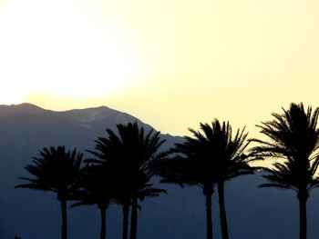 Low angle view of silhouette palm trees against clear sky