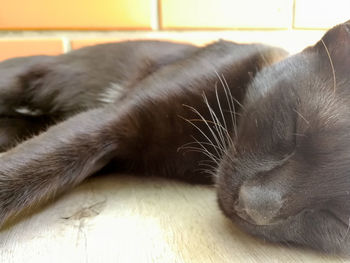 Close-up of cat lying down