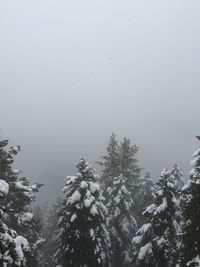 Low angle view of trees against sky during winter