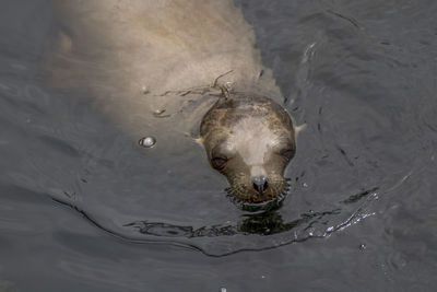 High angle view of animal swimming in lake