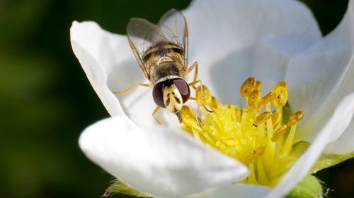 Close-up of bee pollinating on yellow flower