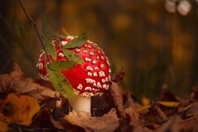 Close-up of fly agaric mushroom
