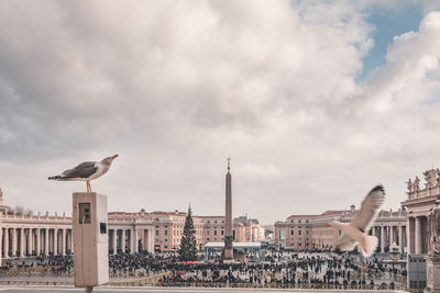 View of seagulls and buildings in city