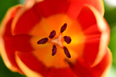 Close-up of red flower