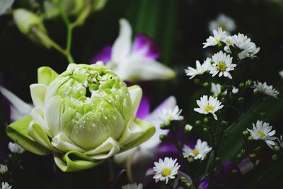 Close-up of white flowering plant