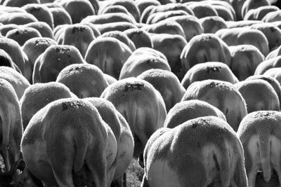 Close-up of cows